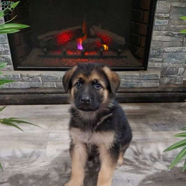 Da Dude, German Shepherd Puppy